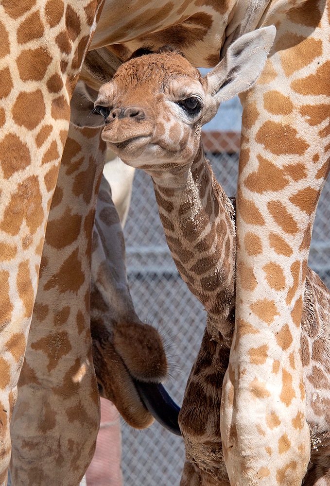 An unnamed male calf is cleaned by his mother at zoo Miami.(AP) An unnamed male calf is cleaned by his mother at zoo Miami.(AP)
