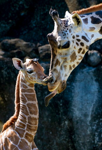 In this photo provided by Zoo Miami, an unnamed male calf appears with his mother.(AP) In this photo provided by Zoo Miami, an unnamed male calf appears with his mother.(AP)