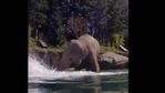 The image shows Samudra the elephant.(Twitter/@oregonzoo) The image shows Samudra the elephant.(Twitter/@oregonzoo)