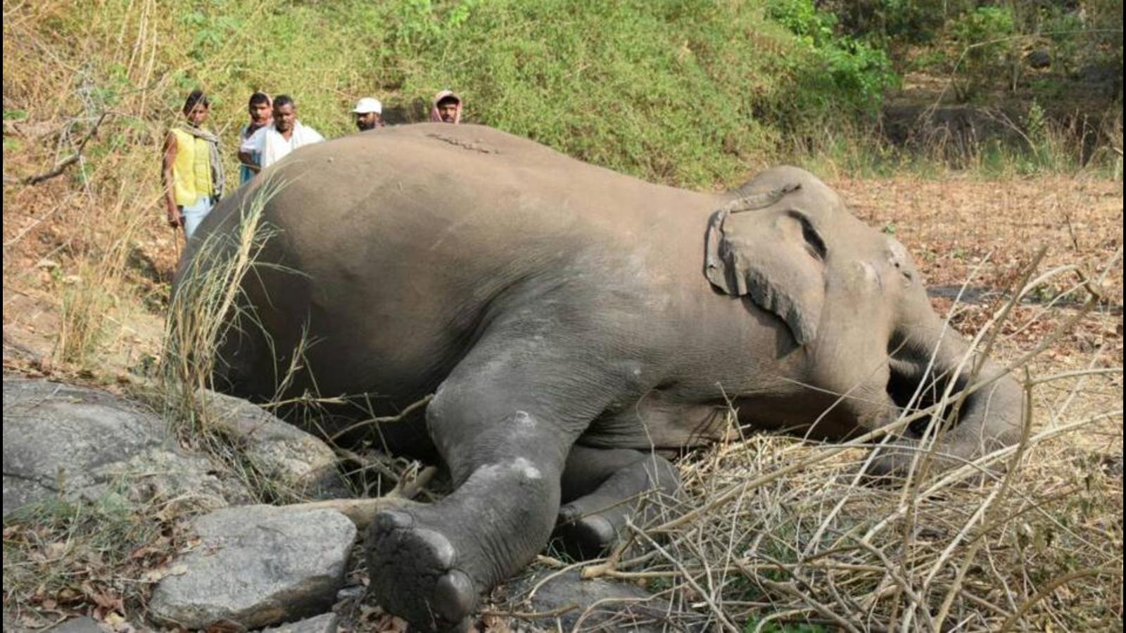 CBI begins probe into death of elephants, poaching in forests of Tamil