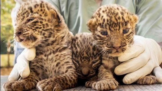 10 leopard cubs reunited with mothers in last 2 months in Pune