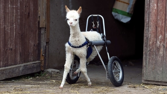 Leg amputated alpaca baby Marie Hope walks around a farm in Freisen, Germany.(REUTERS)