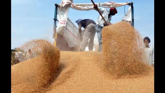 The wheat procurement process in Punjab will begin on April 10 (HT photo) The wheat procurement process in Punjab will begin on April 10 (HT photo)