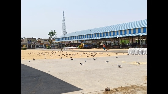 A deserted mandi in Ambala on Thursday. (ht photo) A deserted mandi in Ambala on Thursday. (ht photo)