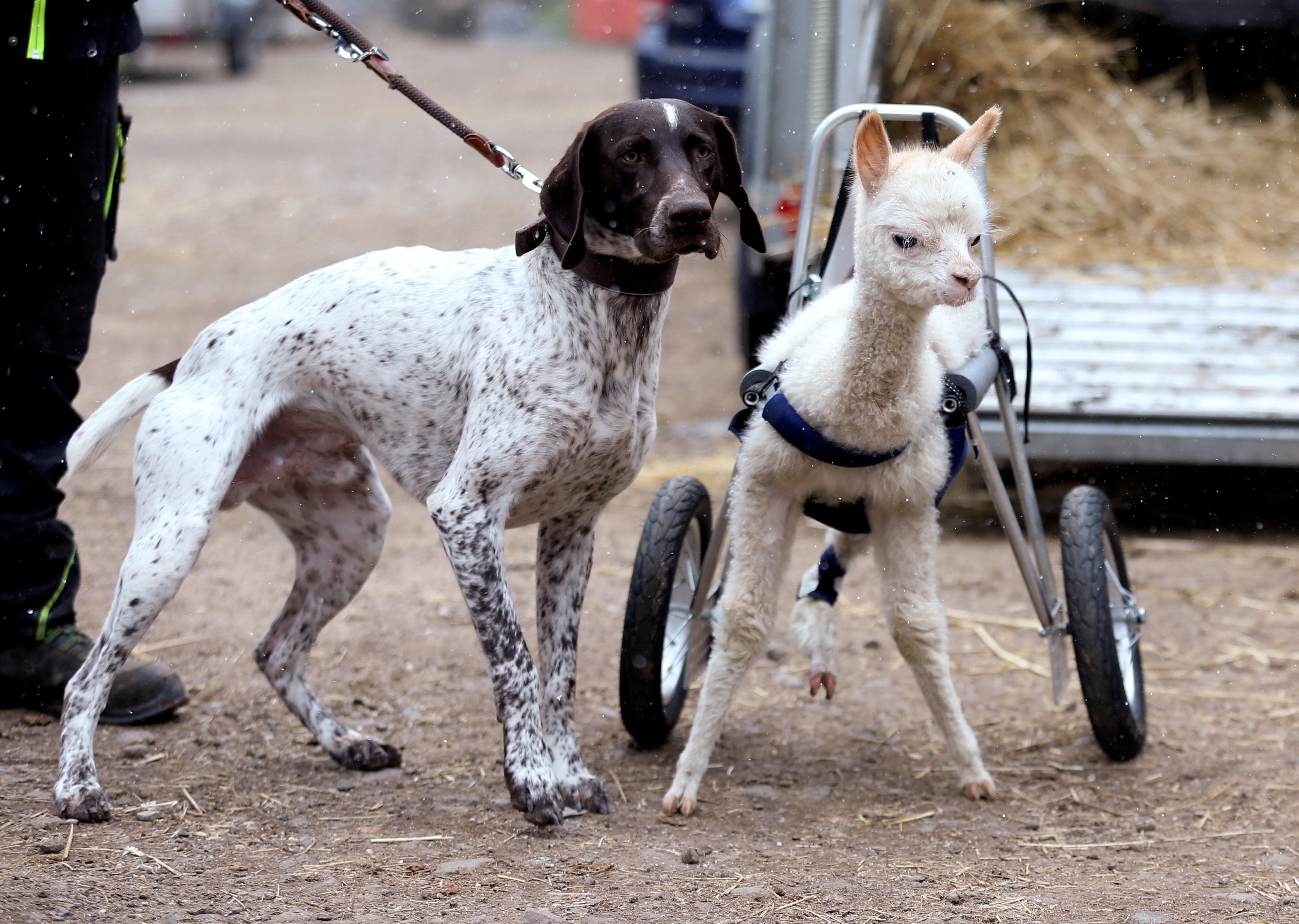 Leg amputated alpaca baby Marie Hope and dog Erco are seen at the farm in Freisen, Germany. (REUTERS)