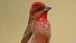 Since 2016, India’s tally of avian biodiversity has grown by 104 new species.(Subhadra Devi. Representative image)