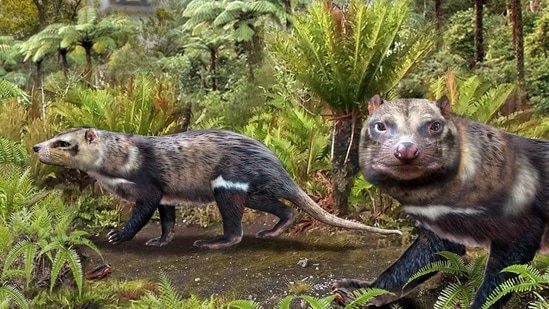 An artist impression of a new species of mammal, baptized with the name Orretherium tzen.(via REUTERS)