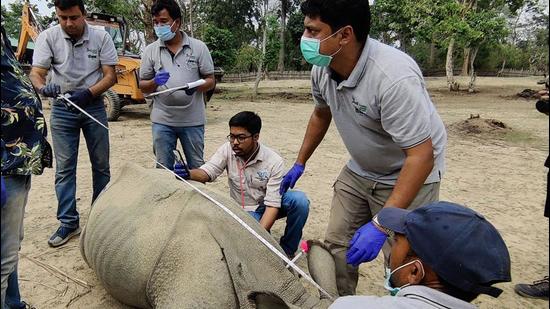 The rhino calves being checked before the translocation to Manas Tiger Reserve in Assam. (WTI PHOTO.) The rhino calves being checked before the translocation to Manas Tiger Reserve in Assam. (WTI PHOTO.)