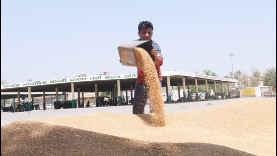 A worker dries wheat at the grain market in Bathinda on Friday. (Sanjeev Kumar/HT) A worker dries wheat at the grain market in Bathinda on Friday. (Sanjeev Kumar/HT)