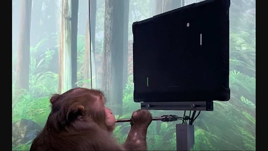 The image shows Pager, a nine year old Macaque with Elon Musk's Neuralink implant playing MindPong.(Twitter/@neuralink)
