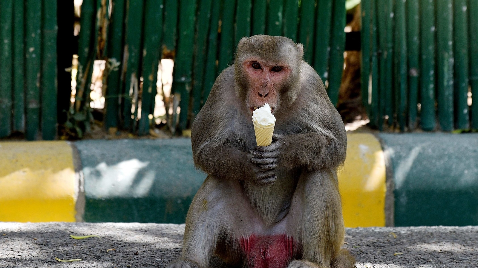 Men use monkeys to steal money in Delhi, arrested Latest