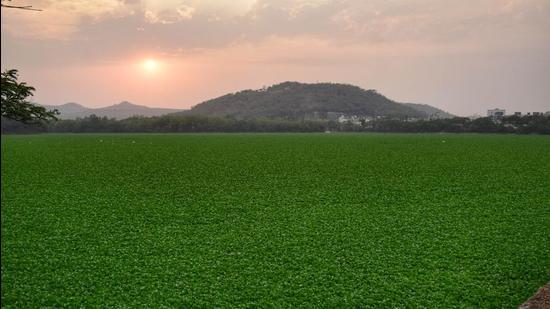 The Pashan lake- home to migratory birds and tourists is completely under the cover of water hyacinth (HT PHOTO) The Pashan lake- home to migratory birds and tourists is completely under the cover of water hyacinth (HT PHOTO)