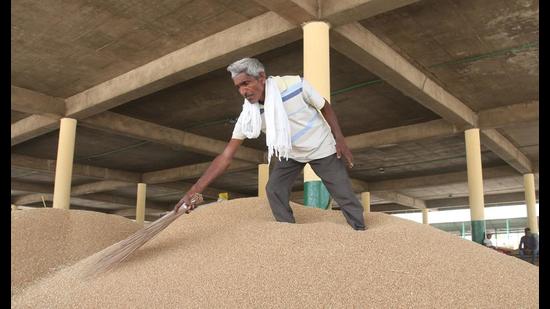 A worker cleaning wheat in the Bathinda grain market on Saturday. (Sanjeev Kumar/ht) A worker cleaning wheat in the Bathinda grain market on Saturday. (Sanjeev Kumar/ht)