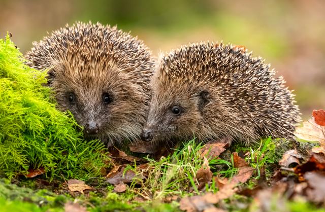 The stupidity of the hedgehog is his optimism. (Shutterstock) The stupidity of the hedgehog is his optimism. (Shutterstock)