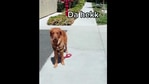 The image shows Gamja the golden retriever.(Instagram.@gamjamypotato) The image shows Gamja the golden retriever.(Instagram.@gamjamypotato)