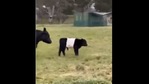 The image shows the mama cow and her calf.(Twitter/@buitengebieden_) The image shows the mama cow and her calf.(Twitter/@buitengebieden_)