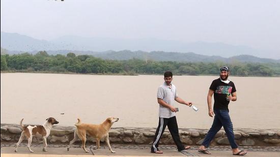The city has been witnessing a rapid increase in the stray dog population and the number of dog bite cases has also gone up by 35% in the last five years. (HT File Photo)