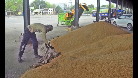 This year, 130 lakh tonne wheat is expected to be procured, for which 3,700 mandis have been set up. (HT File) This year, 130 lakh tonne wheat is expected to be procured, for which 3,700 mandis have been set up. (HT File)