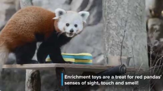 Red panda plays with its puzzle feeder. Watch cute video | Trending ...