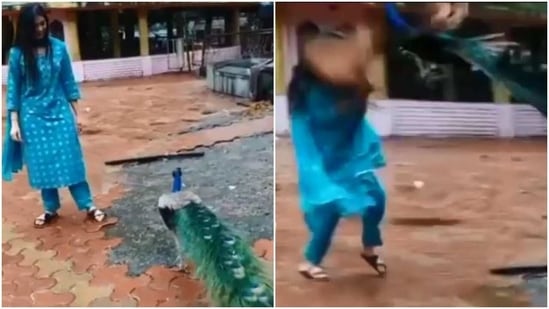 Digangana Suryavanshi attacked by a peacock. 