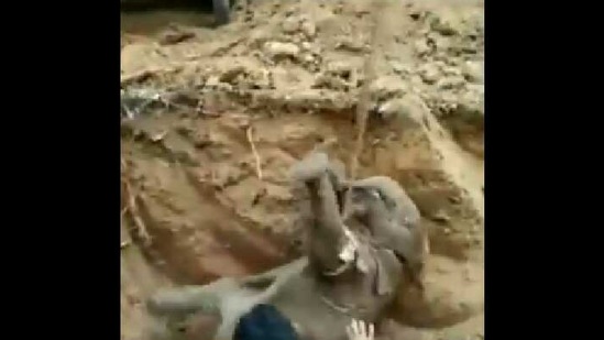 The image shows the elephant calf getting rescued form the well.(ANI)