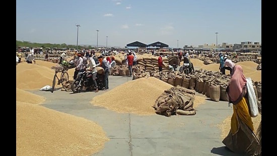 Heaps of wheat can be seen at the mandis and officials associated with procurement operations said that around 70% of the procured wheat is yet to be lifted, leading space crunch at mandis. (HT PHOTO) Heaps of wheat can be seen at the mandis and officials associated with procurement operations said that around 70% of the procured wheat is yet to be lifted, leading space crunch at mandis. (HT PHOTO)