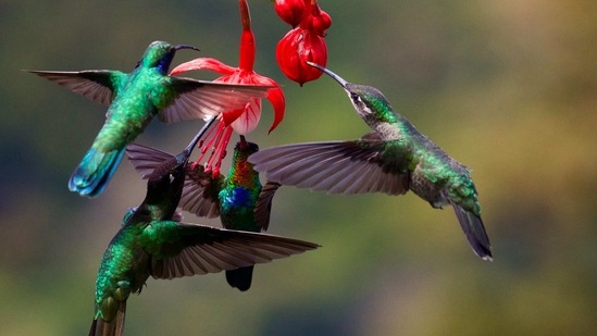 The findings of the study were published in the British Ecological Society's Journal of Ecology. (Unsplash) The findings of the study were published in the British Ecological Society's Journal of Ecology. (Unsplash)