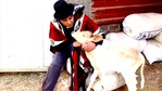 Dharmendra playing with a calf at his farm. Dharmendra playing with a calf at his farm.