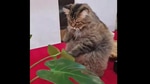 The image shows the kitty pawing the leaf.(Reddit/MichalTrue) The image shows the kitty pawing the leaf.(Reddit/MichalTrue)
