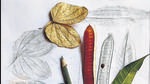 Put a leaf under a sheet of paper and run your pencil over it to reveal its shape and ridges: leaf autographs (HT PHOTO) Put a leaf under a sheet of paper and run your pencil over it to reveal its shape and ridges: leaf autographs (HT PHOTO)