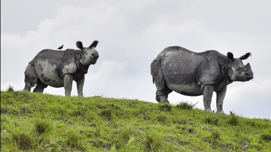 From an estimated 12 individuals in 1908, the number of one-horned rhinos has grown close to 3,000 in Assam’s Kaziranga National Park presently. (File photo) From an estimated 12 individuals in 1908, the number of one-horned rhinos has grown close to 3,000 in Assam’s Kaziranga National Park presently. (File photo)