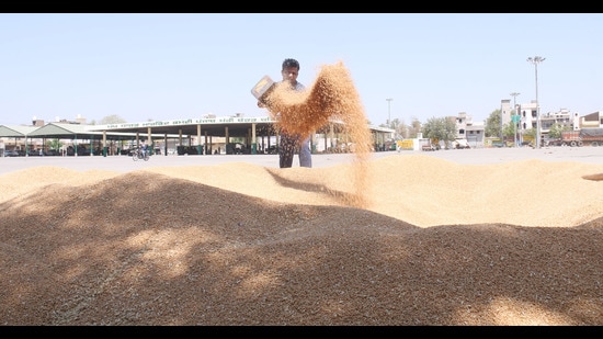 A worker dries wheat at a grain market in Bathinda last week. (HT Photo)