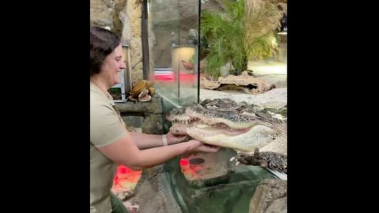The image shows the woman petting the alligators. (Instagram/@thereptilezoo) The image shows the woman petting the alligators. (Instagram/@thereptilezoo)