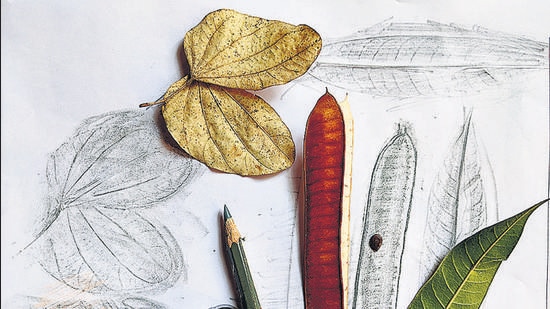 Put a leaf under a sheet of paper and run your pencil over it to reveal its shape and ridges: leaf autographs (HT PHOTO) Put a leaf under a sheet of paper and run your pencil over it to reveal its shape and ridges: leaf autographs (HT PHOTO)