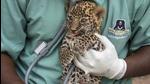 Leopard cub rescued from feral dogs in Pune district Leopard cub rescued from feral dogs in Pune district