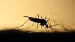 The study is the latest in a series of steps toward using CRISPR-Cas9 gene-editing technology to make changes in mosquito genes that could reduce their ability to spread malaria.(Unsplash) The study is the latest in a series of steps toward using CRISPR-Cas9 gene-editing technology to make changes in mosquito genes that could reduce their ability to spread malaria.(Unsplash)