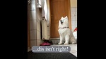 The clip shows Felix the samoyed.(Instagram/@wanderlust_samoyed) The clip shows Felix the samoyed.(Instagram/@wanderlust_samoyed)