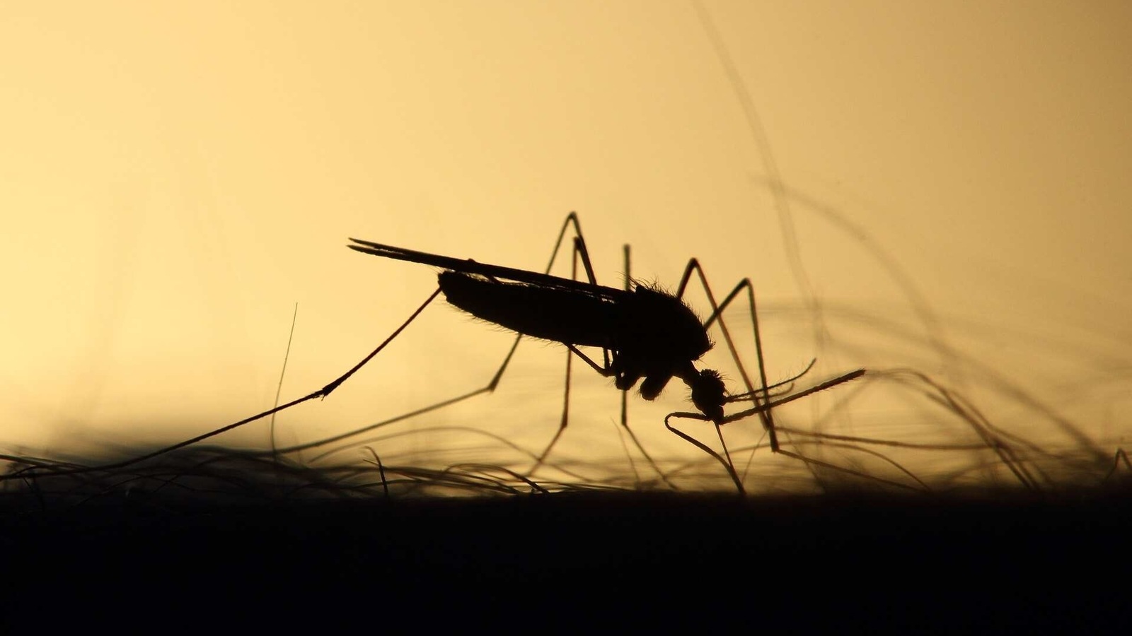 Simple modification aims to stop mosquitoes spreading malaria Study Health