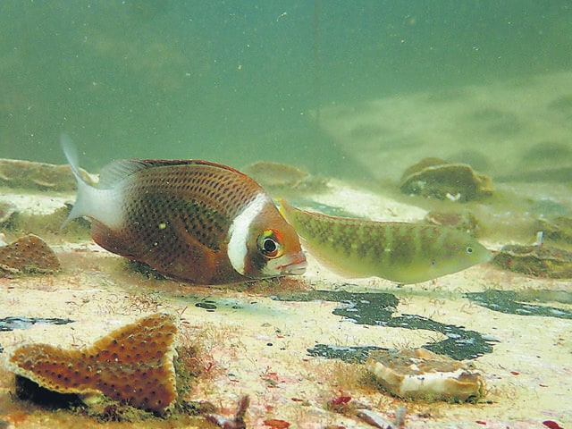 A common bream and wrasse swim past one of Coastal Impact’s coral fragments, pasted on the underside of wall tiles and submerged near the coral reefs around Grande Island in Goa. (Coastal Impact) A common bream and wrasse swim past one of Coastal Impact’s coral fragments, pasted on the underside of wall tiles and submerged near the coral reefs around Grande Island in Goa. (Coastal Impact)