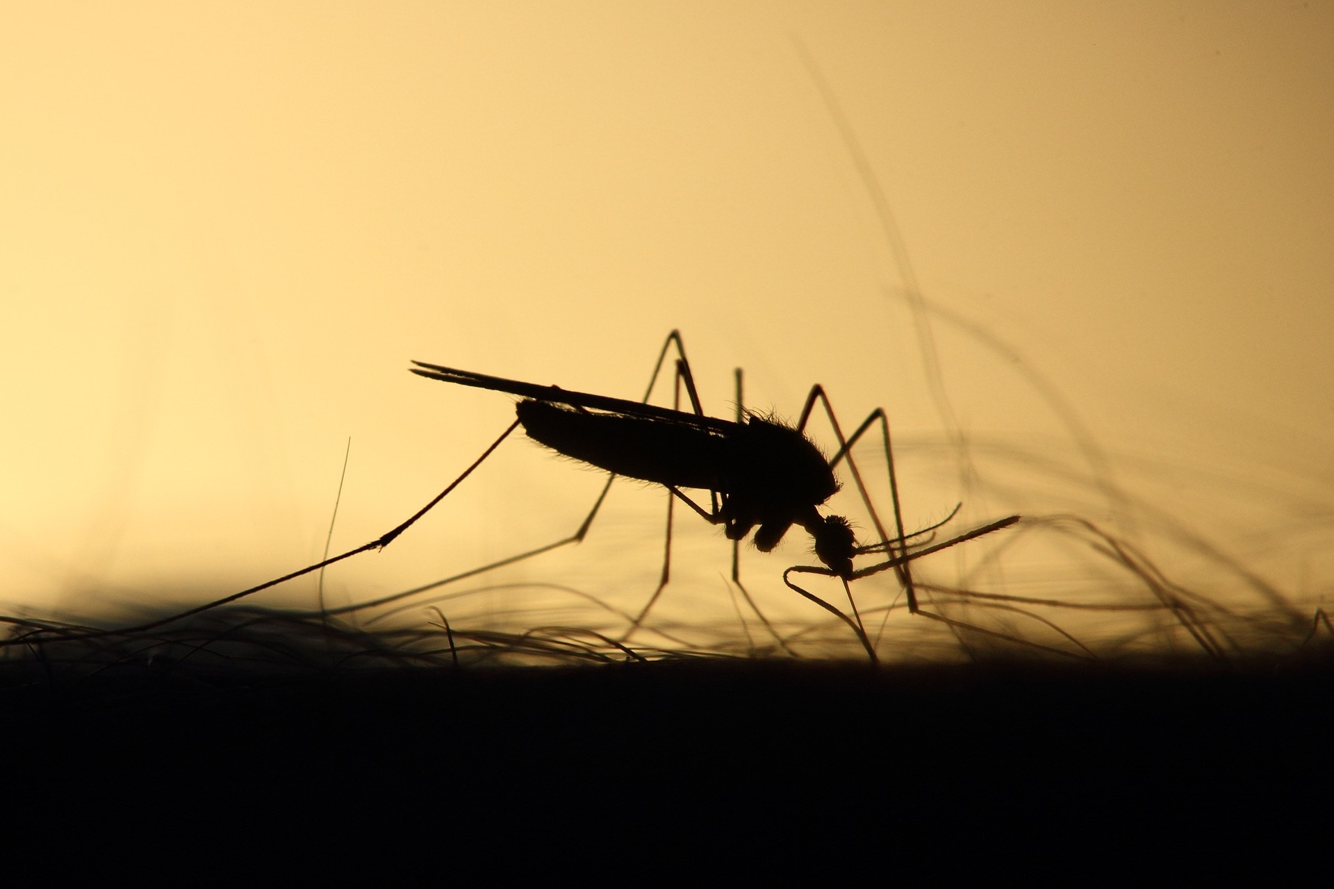 Why do mosquitoes seek out some people more than others? (Unsplash) Why do mosquitoes seek out some people more than others? (Unsplash)