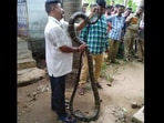 Locals spotted the snake in an abandoned area and informed the state forest department immediately.(ANI) Locals spotted the snake in an abandoned area and informed the state forest department immediately.(ANI)