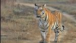 Tigress was injured in a territorial fight about a month ago, said forest department experts after studying her injuries. Representative Photo by Alhaad Naik Tigress was injured in a territorial fight about a month ago, said forest department experts after studying her injuries. Representative Photo by Alhaad Naik