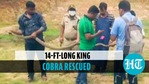 14-ft-long king cobra rescued from Odisha’s village 14-ft-long king cobra rescued from Odisha’s village