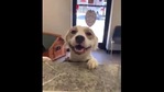 The image shows the happy shelter dog.(Twitter@Thund3rB0lt) The image shows the happy shelter dog.(Twitter@Thund3rB0lt)