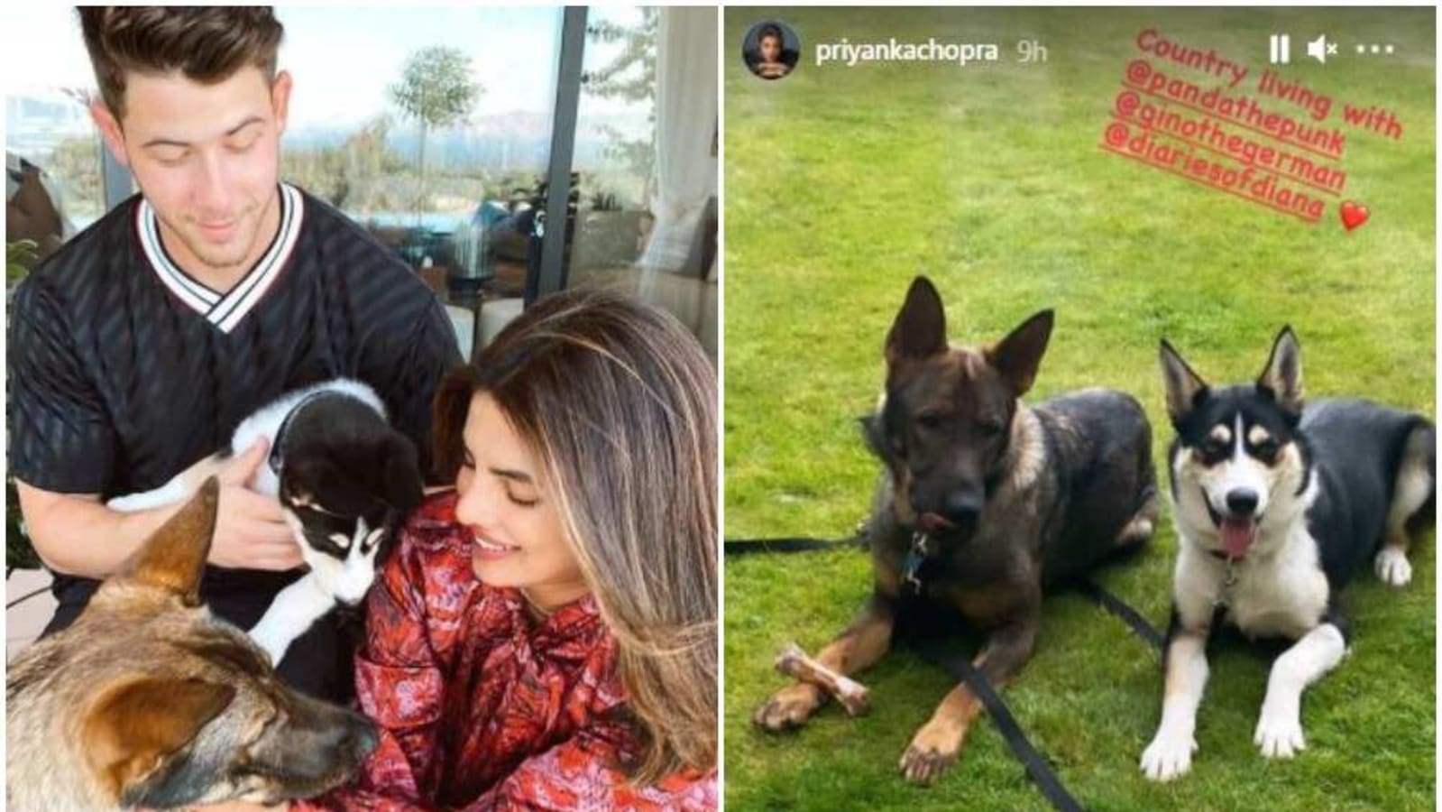 Is Priyanka Chopra's Dog the Most Fashionable Pet in Hollywood