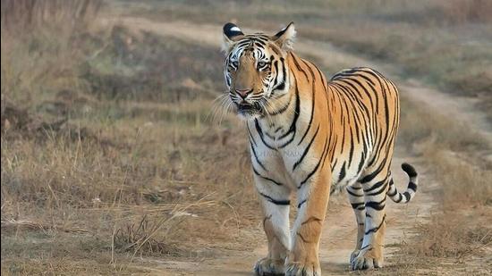 Uttarakhand: Injured tigress dies while being taken to Nainital rescue ...