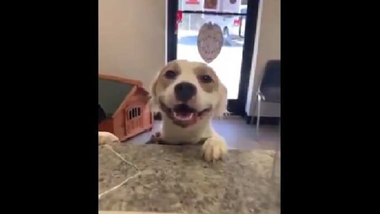 The image shows the happy shelter dog. (Twitter@Thund3rB0lt) The image shows the happy shelter dog. (Twitter@Thund3rB0lt)