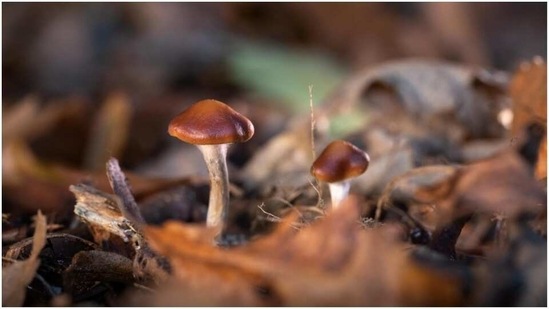 Magic mushroom compound at least as good as antidepressants(Reuters)