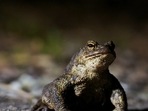A toad is pictured on the road in Tallinn, Estonia.