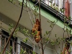 The image shows the 'mysterious animal' in question.